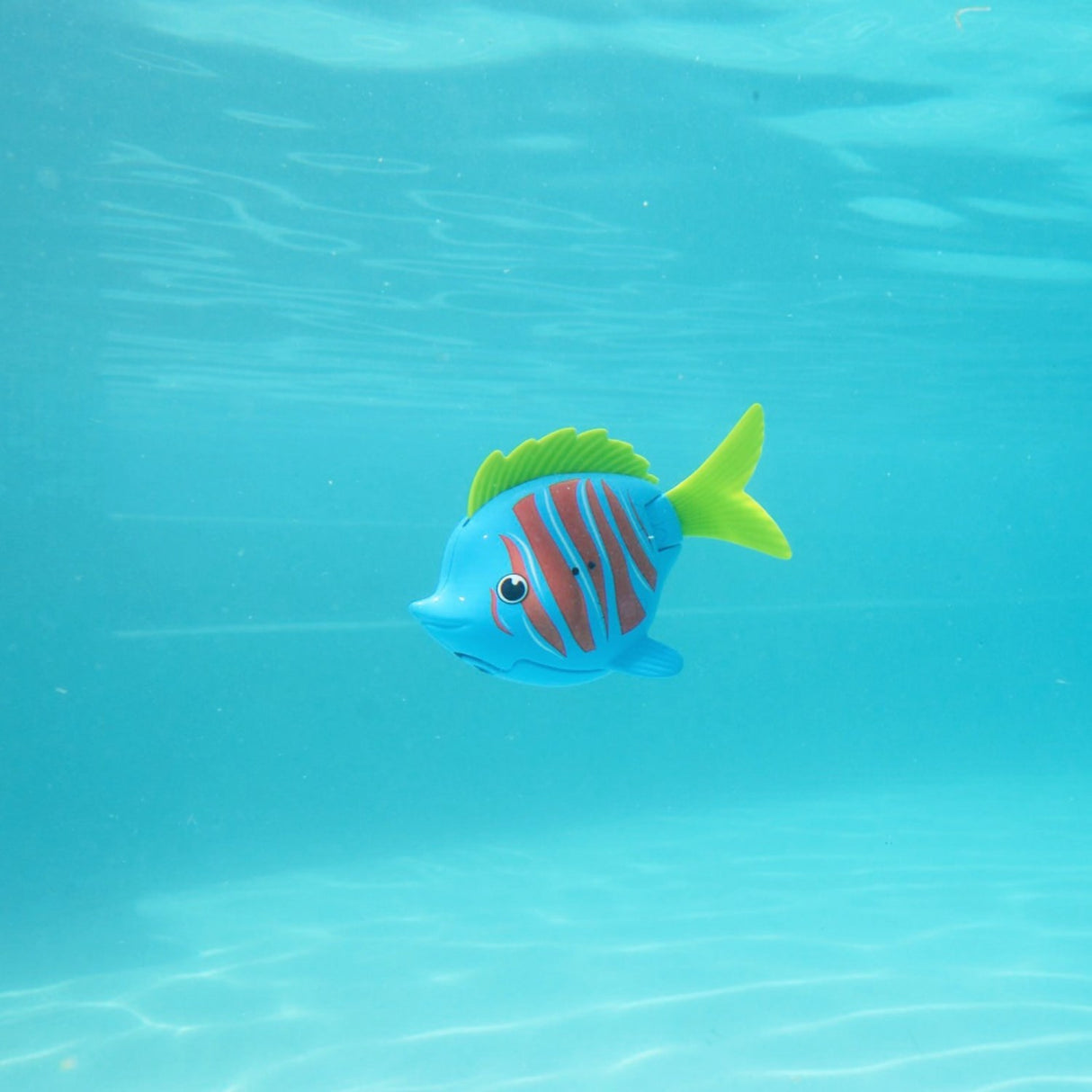 Rainbow Reef Fish Beta Fish