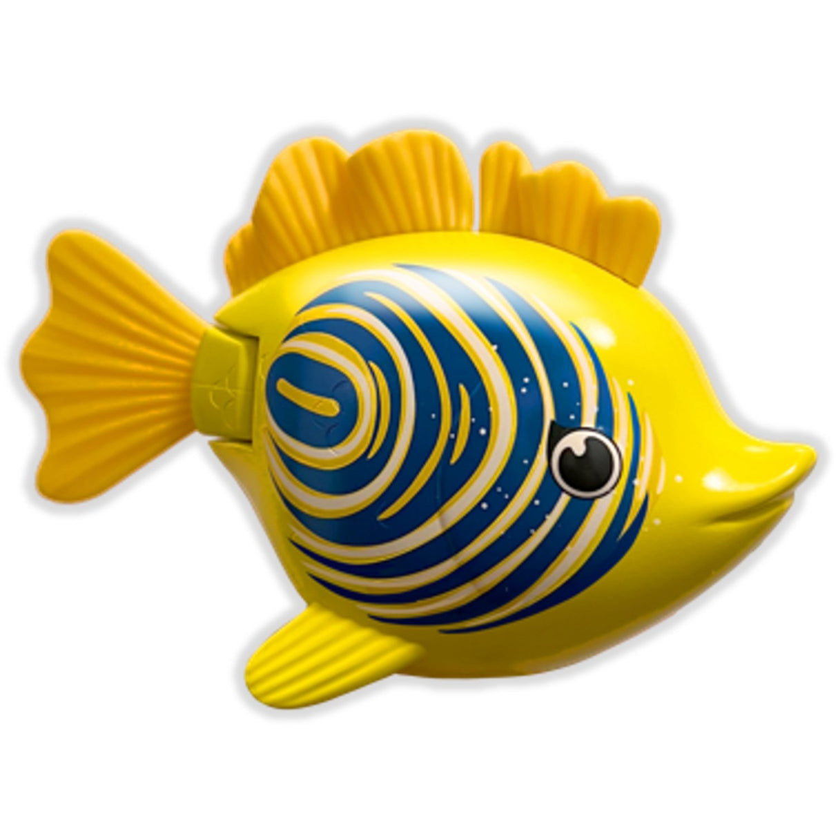 Rainbow Reef Fish Zebra Fish