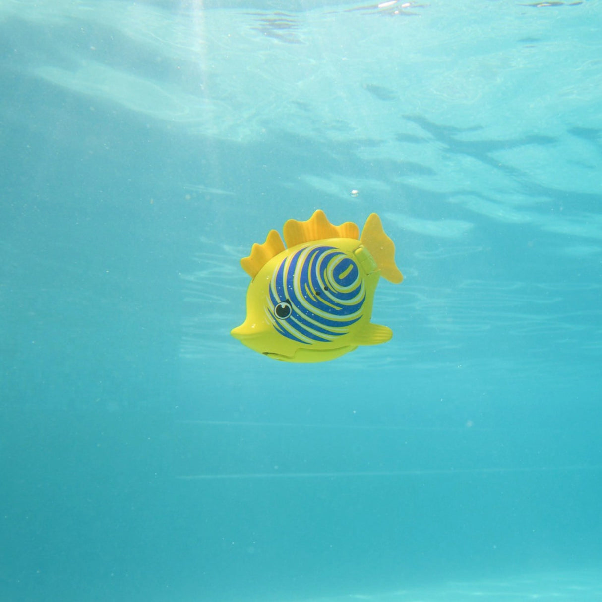 Rainbow Reef Fish Zebra Fish