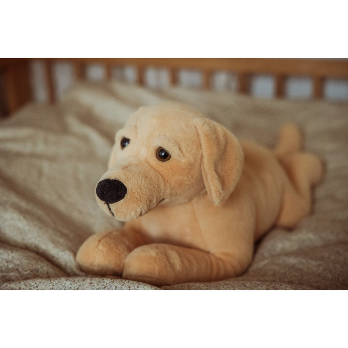 by Astrup Gravitational Dog, 2.2 kg.