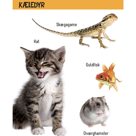 Forlaget Tukan Kig Engang - Hvad Er Det? Dyr